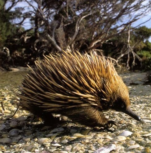 Echidna 2.jpg