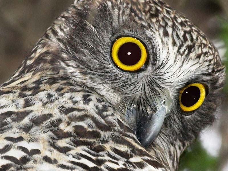 Powerful-Owl 2.jpg