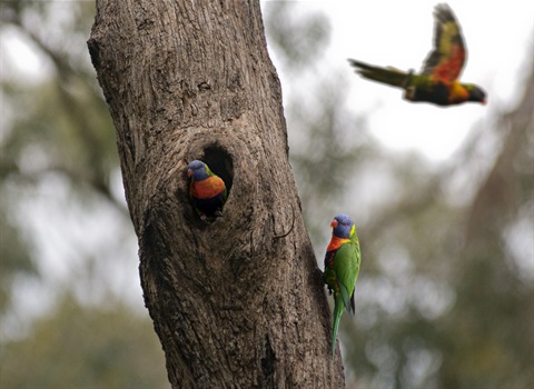 Biodiversity