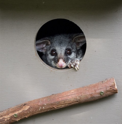 habitat box design