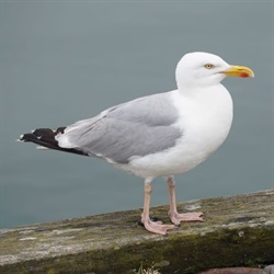 Seagull