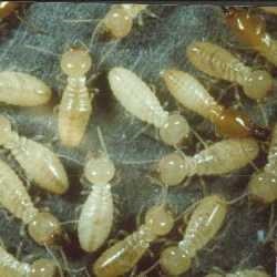 Termites