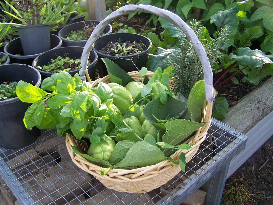 Basket of herbs in a community garden setting