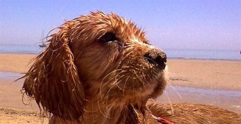 Animals Dog at Beach