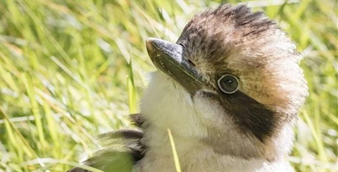 Seaford Wetlands Bird Tour