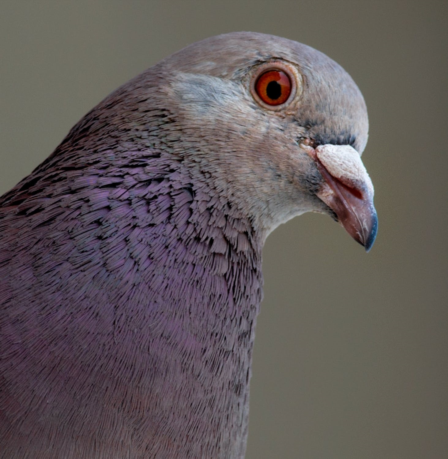 pigeon