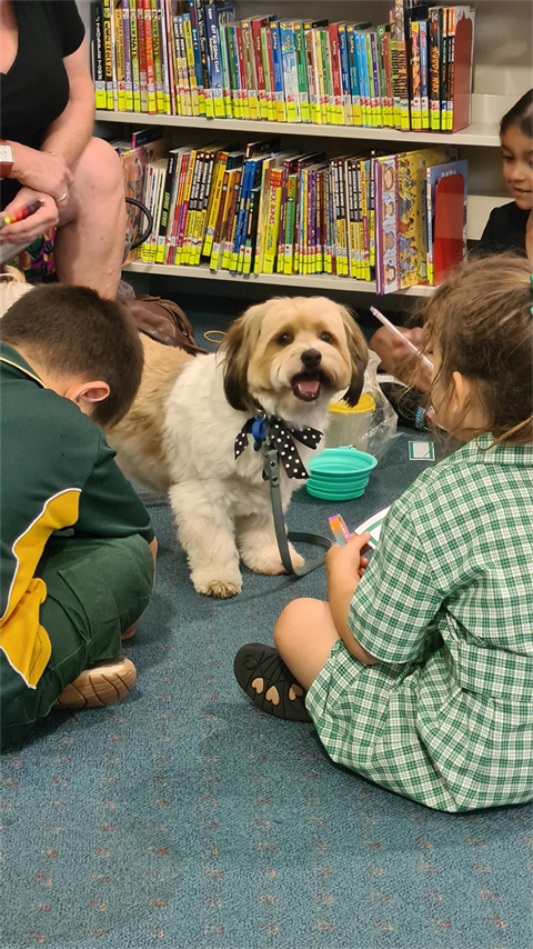 dog in library