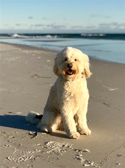 dog on beach