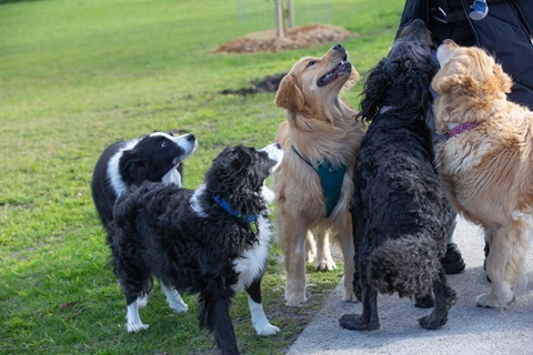 Dogs enjoying the park