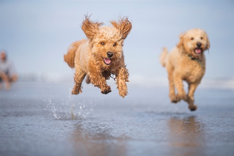 dog on beach