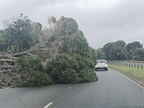 Fallen Tree