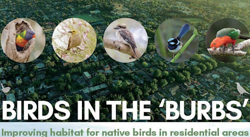 birds-in-the-burbs